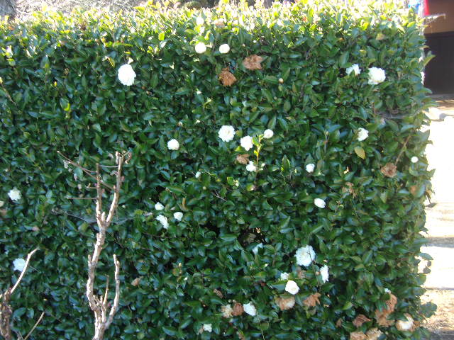 サザンカ サザンカ