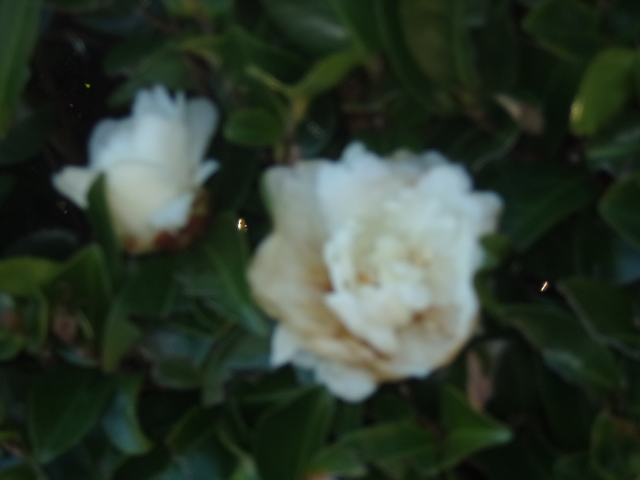 サザンカ2 サザンカ2