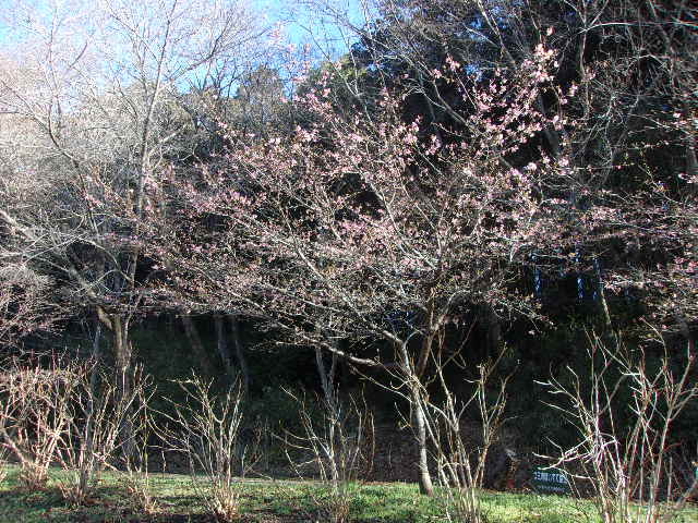 万寿池サクラ2 万寿池サクラ2